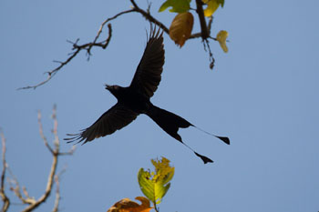 drongo
